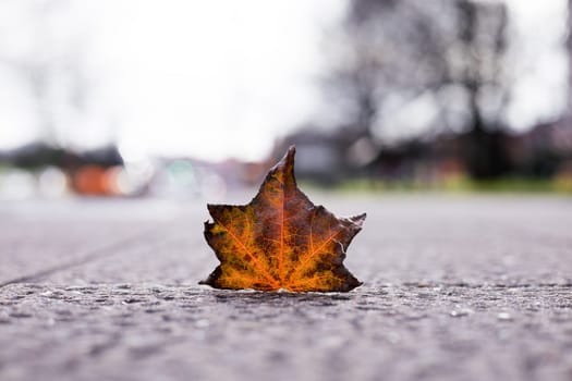 Autumn maple leaf on urban pavement with blurred background.