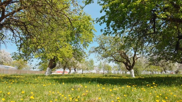 Spring orchard scene with verdant grass, golden dandelions carpeting ground beneath blossoming apple trees