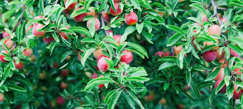 Clusters of ripe red and green fruit hang from lush green branches in a vibrant orchard filled with life and growth.