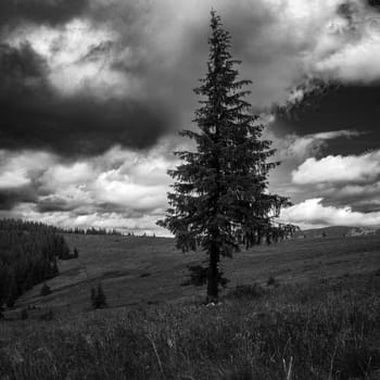 A vast meadow stretches towards the horizon, with a backdrop of towering mountains and stormy clouds. The sunlight breaking through the clouds adds a sense of drama and depth.