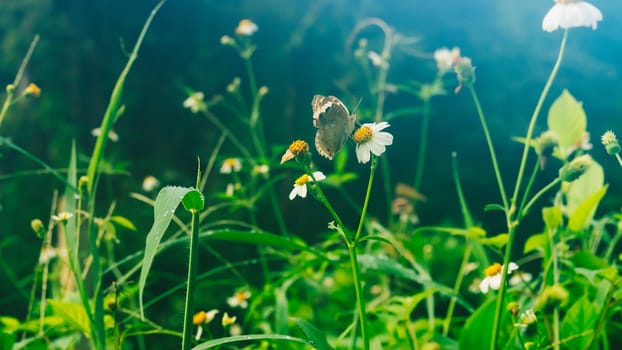 Summer mood background. Energy of Magic wild flora and fauna. Flowers, grass, butterflies.