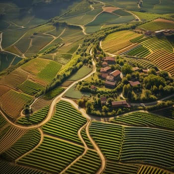 Aerial view to a wineyard field, agricultural concept