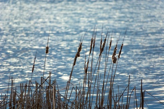 Dry cattails against the background of blue lake water