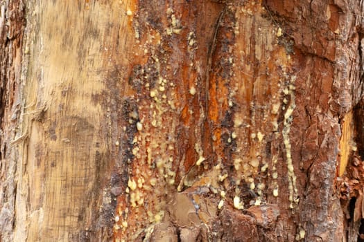 Sticky light resin on the trunk of a wounded tree, spring view
