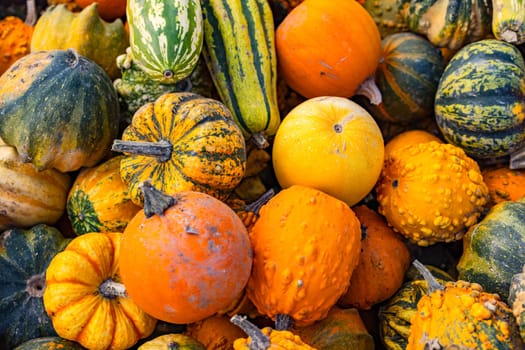 Different types of pumpkin such as Hokkaido, Butternut, Nutmeg, Rondini, Green Hokkaido, Marina Di Chioggia or Autumn Wings in one pile