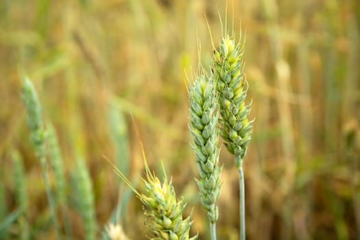 Close-up of growing green ears of wheat, summer view