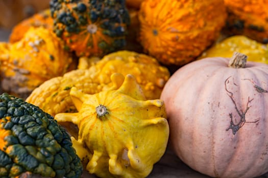 Freshly harvested pumpkins and ornamental pumpkins directly from the farmer in autumn for Halloween decoration