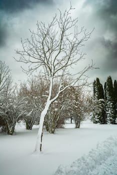 Snow-covered tree and bushes on a cloudy winter day, Chelm, Poland