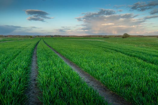 Technological path in fresh green field, evening view, eastern Poland