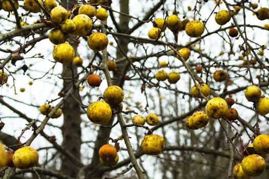 Lots of yellow apples on the tree without leaves, autumn day