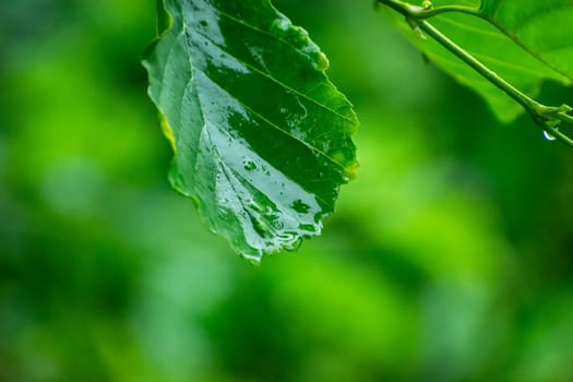 Wet single green alder leaf on blurred background