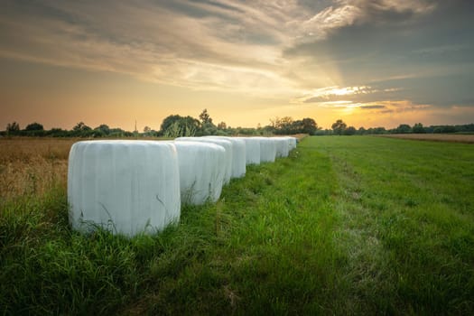 Silage bales on a green meadow, evening view, eastern Poland