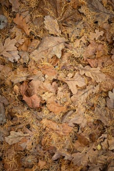 Fallen dry brown oak leaves with pine needles, top view