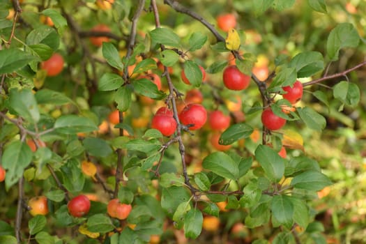 Red ripe apples on the branches of an apple tree in the garden