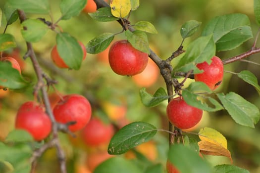 Red ripe apples on the branches of an apple tree in the garden