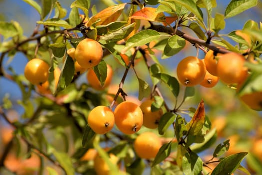 Apple tree fruits of Chinese golden variety