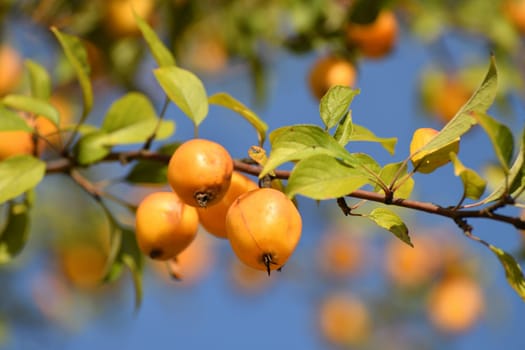 Apple tree fruits of Chinese golden variety