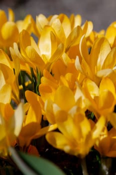 Yellow crocuses in the early spring at the cottage