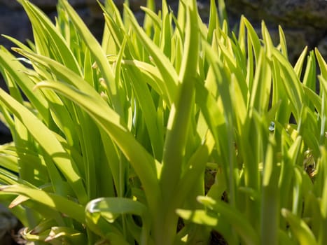 Green grass background texture. Field of fresh green grass texture as a background, top view, horizontal. Artificial green grass texture for background.