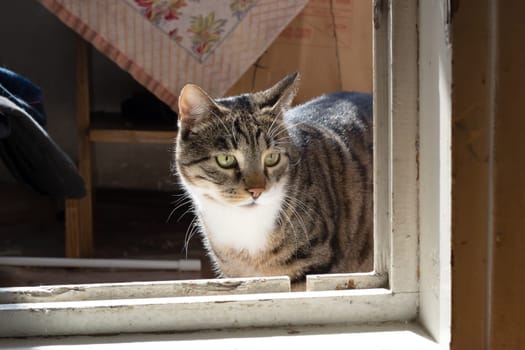 Sad tabby cat lying at home close up