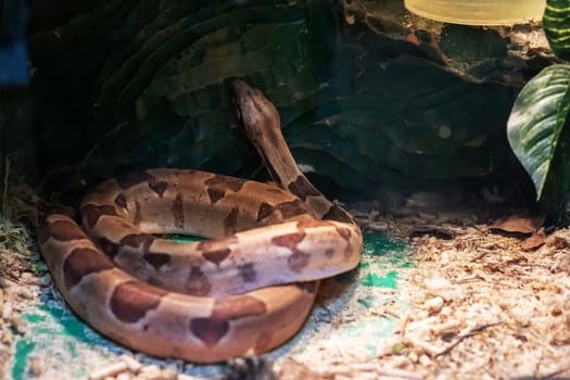 Small brown snake in a terrarium close up