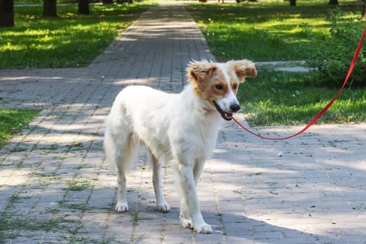 White fluffy dog walking in the park close up