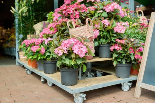Shelf with pots of blooming pink large-leaved hydrangeas in plant flower shop. Floristics small business season summer autumn, delivery, decoration landscaping of houses apartments gardens backyards