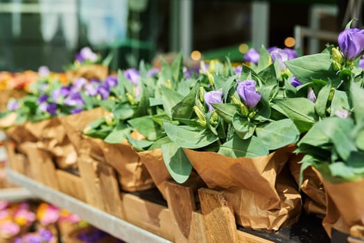 Close-up of shelf with pots of blooming purple eustoma in plant and flower shop. Floristics, small business, delivery, decoration landscaping houses apartments backyard gardens