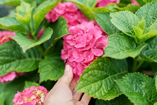 Close-up blooming bright pink large-leaved hydrangea woman's hand touching flowers. Flora, beauty of nature, landscaping of backyard gardens, summer season