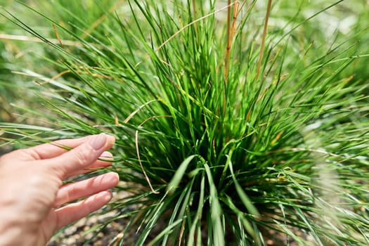 Cereal ornamental grasses, young green plant close-up. Fashionable decorative landscaping of flower beds of gardens of parks