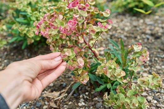 Close-up flowering plant euphorbia, ornamental landscaping of flower beds of gardens of parks, trend plants