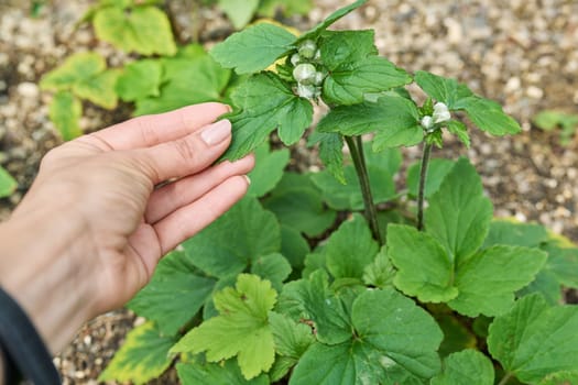 Close-up of anemone plant with flower buds, decorative landscaping of flowerbeds.