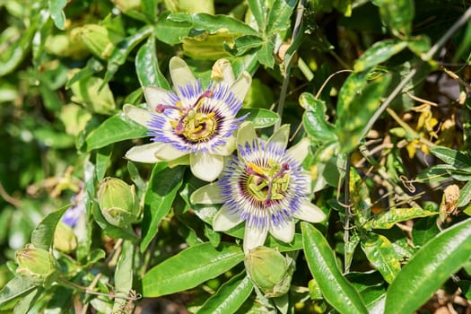 Passiflora blue plant, flowers close-up, decorative landscaping.