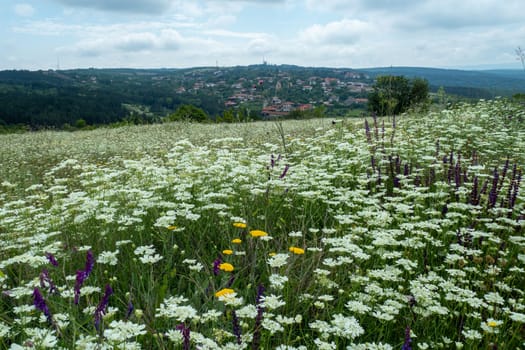 A scenic view featuring a vibrant wildflower meadow during springtime with a picturesque town nestled in the background, under a clear sky and surrounded by nature - Bulgaria, Europe