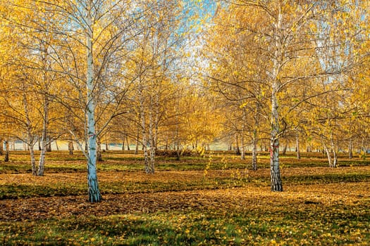 An orchard of aspen trees with yellow leaves in autumn near Plummer, Idaho.