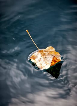A fine art image of a yellow leaf floating in calm water.