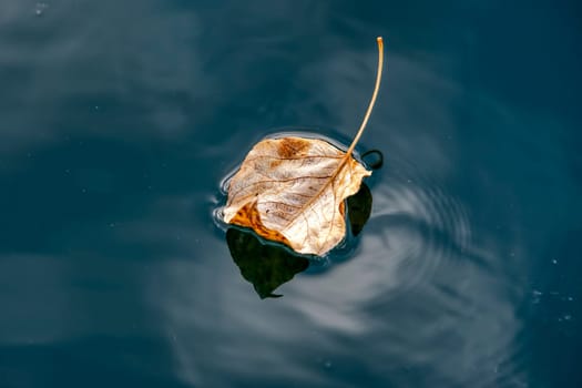 A fine art image of a yellow leaf floating in calm water.