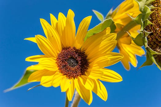 A brightly lit sunflower against a clear blue sky.