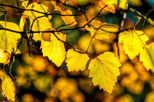 The beautiful colors of leaves on trees in Autumn in Cannon Hill Park in Spokane, Washington.