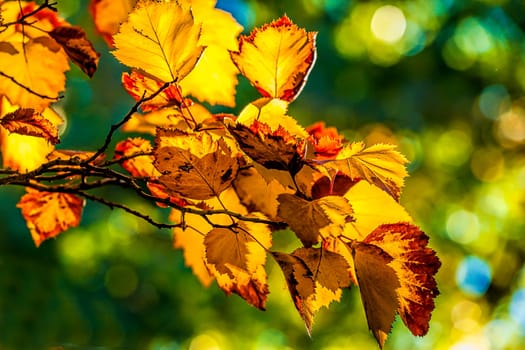 The beautiful colors of leaves on trees in Autumn in Cannon Hill Park in Spokane, Washington.