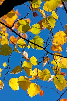 Beautiful fall leaves against the blue sky in Spokane, Washington.