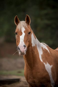 A close up of a portrait of a horse in north Idaho.