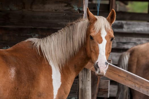A close up of a beautiful horse at the barn in north Idaho.