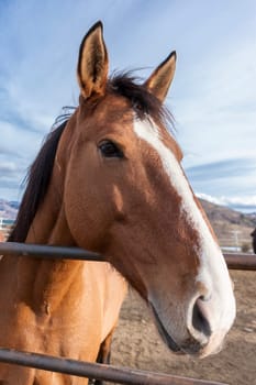A close up portrait of a horse in the corral.