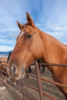 A close up portrait of a horse in the corral.