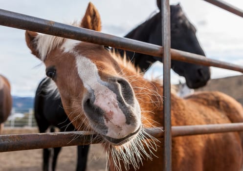 A small pony puts his nose through the bars of the fence in this humorous picture.