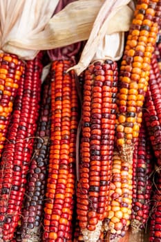 A close up of multi colored corn most common during the holidays.