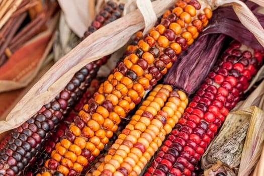 A close up of multi colored corn most common during the holidays.