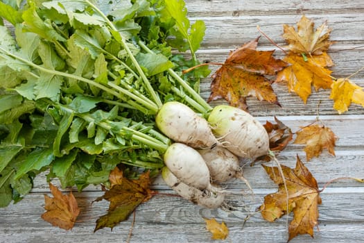 Close up of freshly picked chinese radishes displayed on wood.