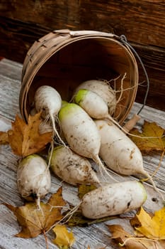 A close up concept image of chinese radishes in a basket.
